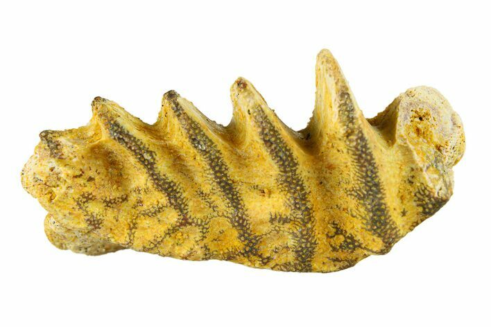 Cretaceous Lungfish (Ceratodus) Tooth Plate - Morocco #294041